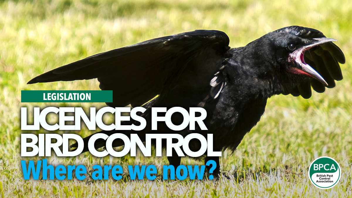 licences-for-bird-control-where-are-we-now licences-for-bird-control-where-are-we-now